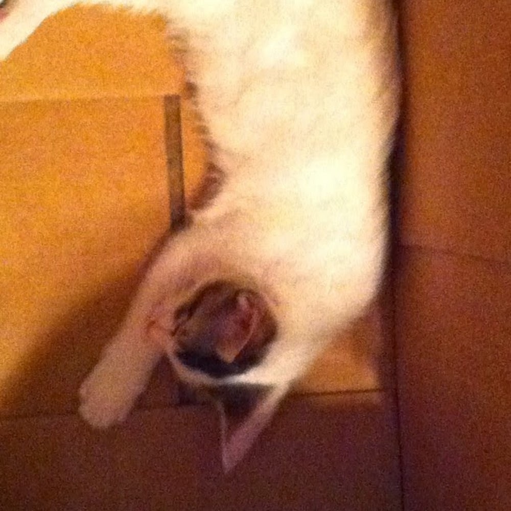 Meet your Posher, Luxie